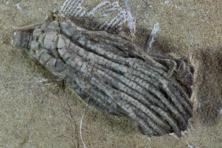 Crinoid (Pachylocrinus) Fossil - Crawfordsville, Indiana #94398